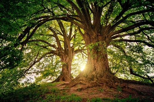 Plantar arboles reduce la contaminación